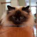 Caren Gordon Cohen - @CohenCaren - Twitter