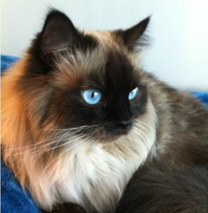 ArmadaHouseCat's profile picture. Armada - The House Cat. Shape shifter / Mystical creature / Frequent flier / Therapy bunny / Buddhist / High on life & cat nip