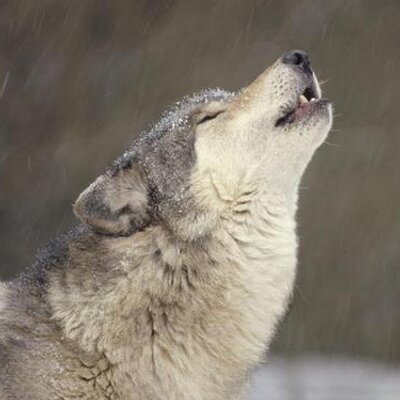 TaylorCanyonPTA's profile image