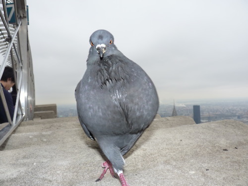Hey, I'm Kevin the pigeon, may you know me from videos like One Direction's Video Diary 4.
