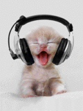 strangecatpics's profile picture. the strangest cat pictures ever taken • dms are open for submissions, credit, and removal
