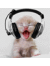 strange cat pictures (@strangecatpics) Twitter profile photo strange cat pictures (@strangecatpics) Twitter profile photo