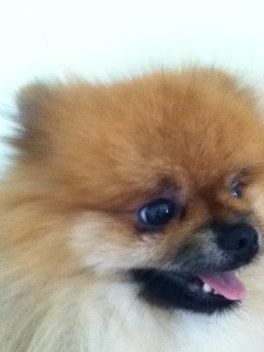 Educator, wife, mommy & pom mom