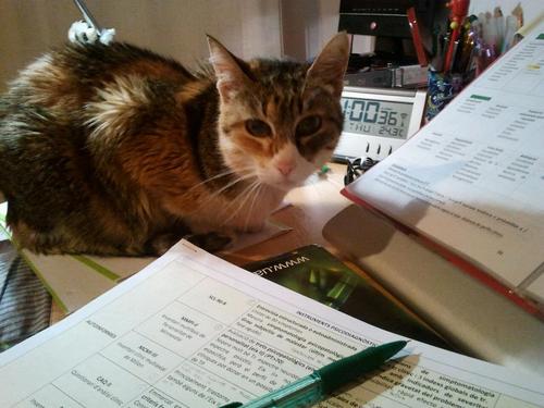 Mire_Cat's profile picture. 