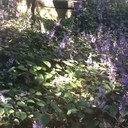 janine van ross  - @ross_janine - Twitter