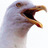 Bath_Gull's profile image