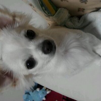 大橋優花 Cocochan0925 Twitter