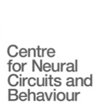 How intelligent behaviour emerges from the physical interaction of nerve cells