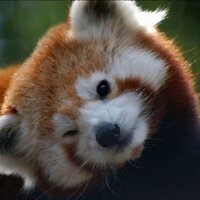 Ailurus Fulgens (@greibach_) 's Twitter Profile