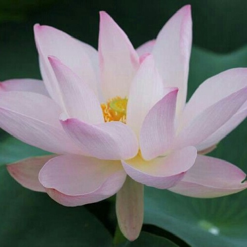 asa201002's profile picture. 