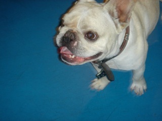 GoDogGo1's profile picture. Here but not Now. Blocked by Glenn Greenwald for politely questioning his premises.