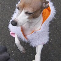 elfin roze (@elfinroze) Twitter profile photo