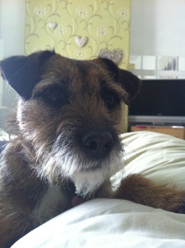 k9fancydress's profile picture. Kay Nine Fancy Dress