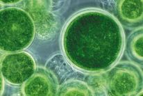 Environmental company from Hungary, European Union. We design fotobiorectors and algae plants.