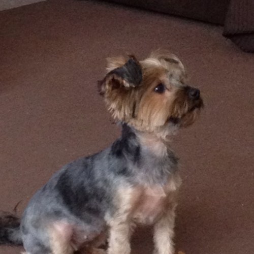 brucey4eva's profile picture. 