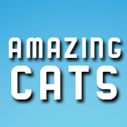 I´m a cat and i´m amazing like you. 
#amazing_cats