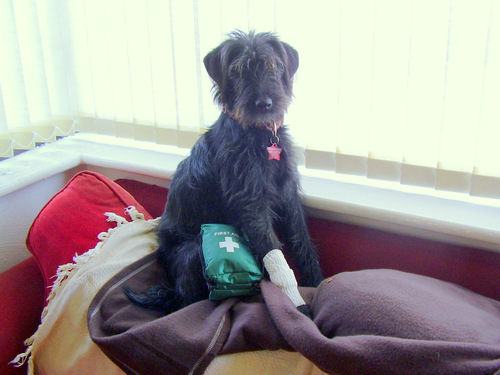 Canine first aid instructor with The Tailwagger Club