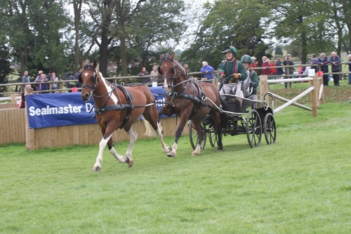Retired Vet' surgeon, Tandem driving Horse Driving Trials competitor, UKcc II coach, Dalmatian breeder.