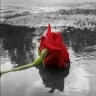hadeel_hadol787's profile picture. راحوووووالطيبين..???