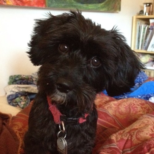 CatalinaDrey's profile picture. Potter,painter,fibre-holic, creative junkie, mother-ginger type.