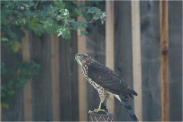 Napaveg's profile picture. Weed Science Farm Advisor Emeritus