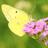 naveey60's profile image