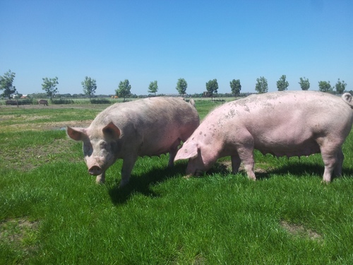 Biologische varkenshouderij 🐷vleespakketten op bestelling, https://t.co/QTUbwFU8Pe Streekeigen erfbeplanting. VANL  De Capreton, boerderijeducatie