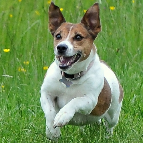 my name dus be Suki I is a JRT my sisfur is @doggymolly and brofur @jackchidoggy I wuffs to run and chase socks!