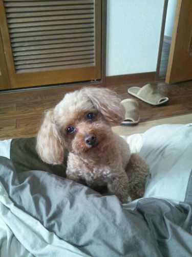 taruitter's profile picture. 酒と音楽と愛犬（トイプードル）をこよなく愛するバーテンダー兼使いっぱしり兼オーナーであります。