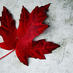 Competitive Canada (@competitivecan) Twitter profile photo