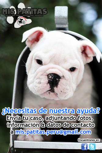 Salvar vidas no tiene precio. Mis Patitas; hazlo por ellos, hazlo por ti. Contacto: mis.patitas.peru@gmail.com