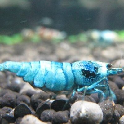 エビのいちかわ 店長にブラックウォーターの説明してもらったら カンペを棒読みでした テイク2です ブラックウォーター販売中 エビが驚くほど元気になります ご注文はこちらから T Co 1zbwwlukyr エビのいちかわ 店長にブラックウォーターの説明してもらったら カンペを棒読みでした テイク2です ブラックウォーター販売中 エビが驚くほど元気になります ご注文はこちらから T Co 1zbwwlukyr