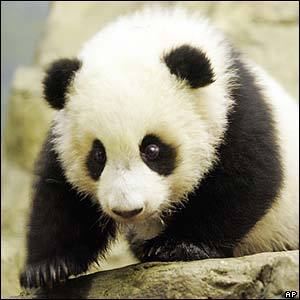 Make_up_Panda's profile picture. 