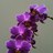 purplemasher's profile image
