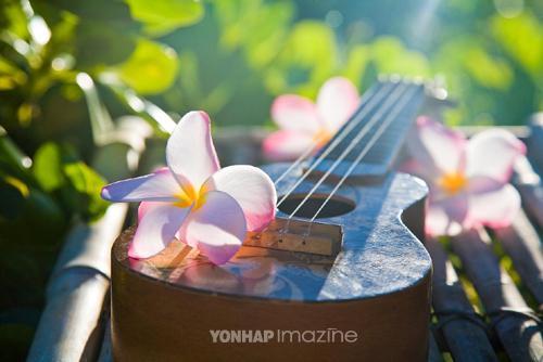 Lani Ukulele ensemble 지휘자/Piano Pedagogy석사
