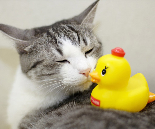 kdpom112's profile picture. 競馬とドラクエとウマ娘、そして、激ハマリちいかわ。 ちいかわちゃん達、癒しをありがとう。 1型発症で人生変わった日からなんだかんだ15年経ってたー！時の流れは早いんだぃ