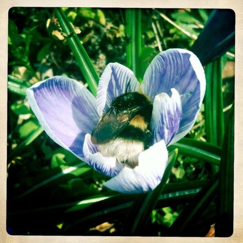 overseasgarden's profile picture. Overseas garden ideas, inspiration from overseas (and the internet) for your garden.