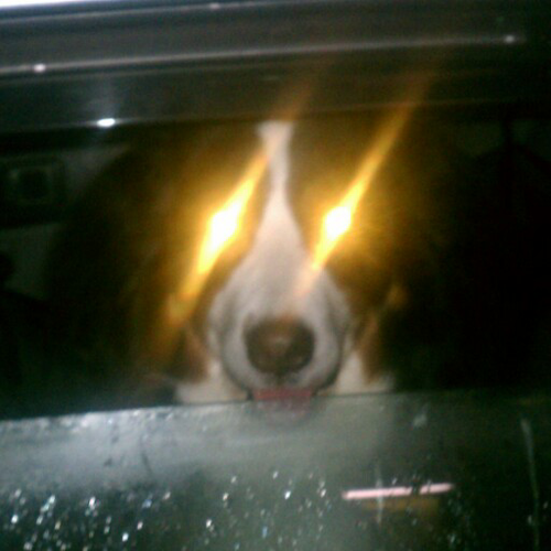 y1uda's profile picture. 猫猫猫猫犬の父。
2019年からブルベ始めました