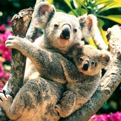 kooky koala