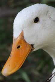 QUACK QUACK.