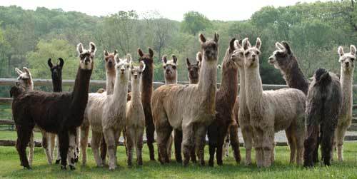 @llama2ndteam