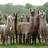 Reigate Priory CC 2nd XI (@llama2ndteam) Twitter profile photo