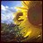 ickleq's profile image