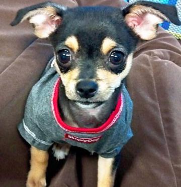 ItzySmart's profile picture. I'm a tiny Chi living the life in San Diego.