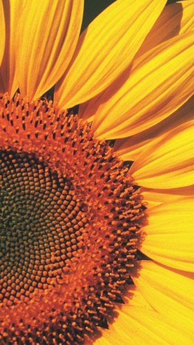 ajsa28's profile picture. Mum to my precios little beetlebums 3