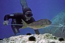Полезные статьи о подводной рыбалке!
Взаимный фоловинг! #followback А также взаимные ретвиты! Вы делаете твит на мой сайт, а я на Ваш сайт. Взаимовыгодно!!!
