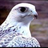 khaled_xox's profile image