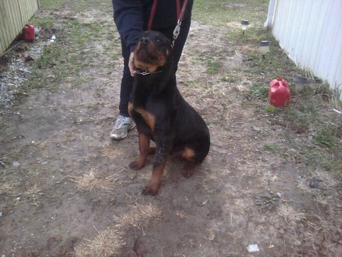 I am 42 and love rottweilers, my family and the wilderness.  My favorite movie is Gone with the Wind and than my second is the Twilight Saga.