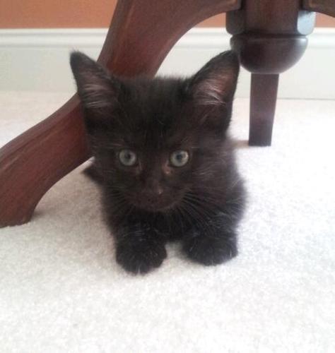 follow our instagram: kittencentral001youtube channel uploading adorable must-see videos of kittens submit your kitten videos to kittencentral001@gmail.com :)