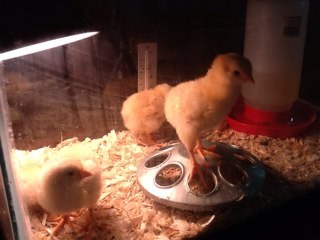 LSchwertel's profile picture. 